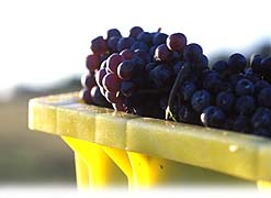 North Fork Wine Tours, Wine Tours North Fork, North Fork Winery Tours, Winery Tours North Fork, Wine Tours North Fork Long Island 