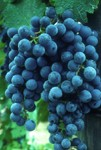 North Fork Wine Tours, Wine Tours North Fork, North Fork Winery Tours, Winery Tours North Fork, Wine Tours North Fork Long Island 